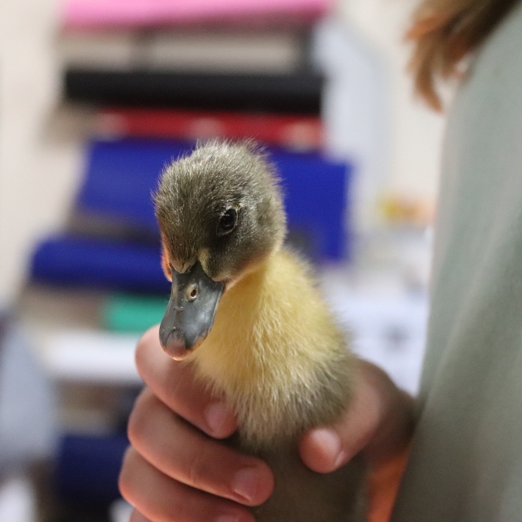 Close up of a duckling