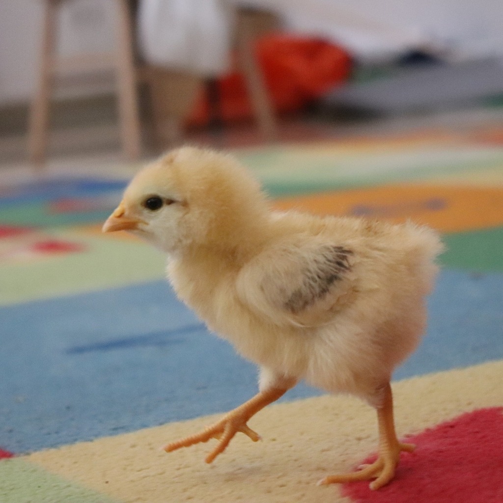 A chick runs on classroom rug