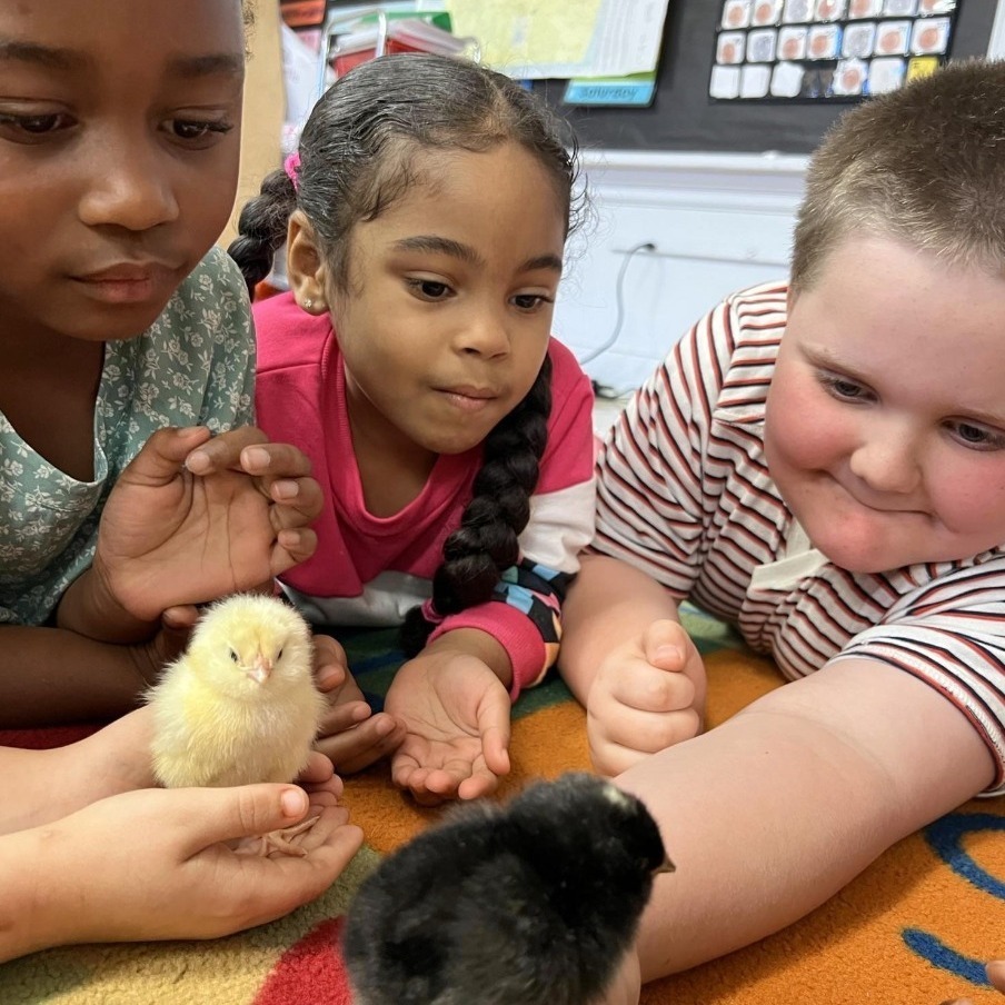 Students hold baby chicks
