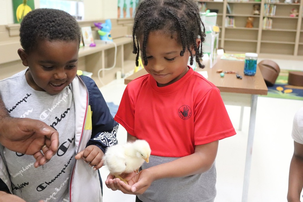 Clearview students look at a baby chicken